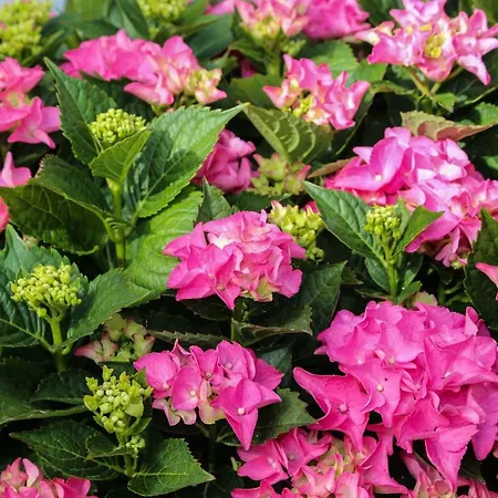 Διαμέρισμα Seka Χβαρ