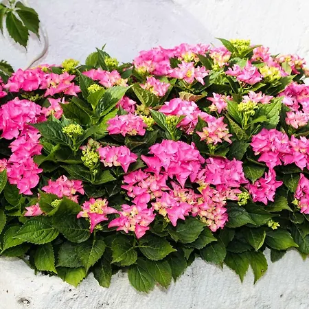 Διαμέρισμα Seka *