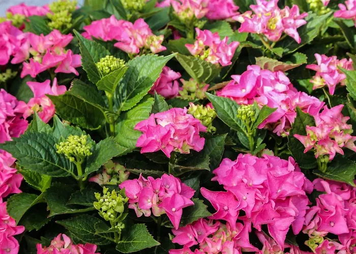 Apartment Seka Hvar Town